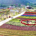 Hình ảnh cảnh đẹp mc